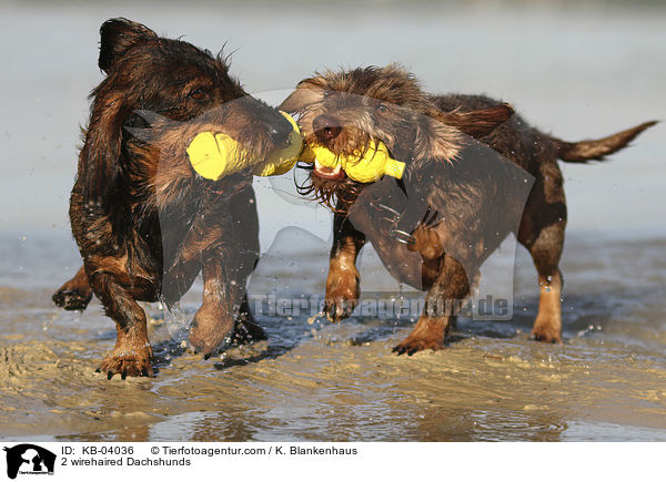 2 wirehaired Dachshunds / KB-04036