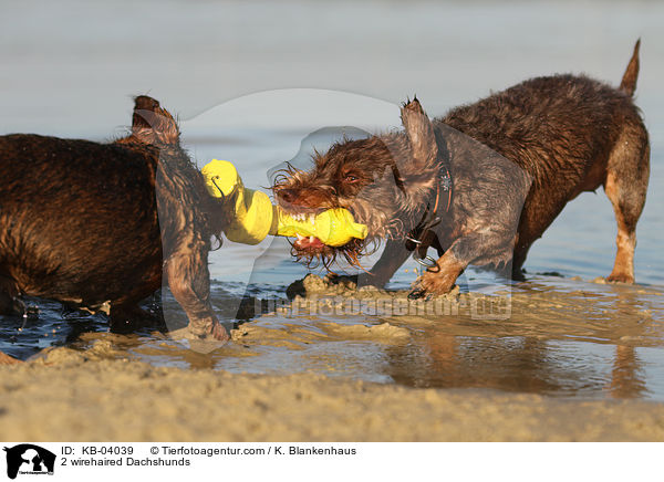 2 wirehaired Dachshunds / KB-04039