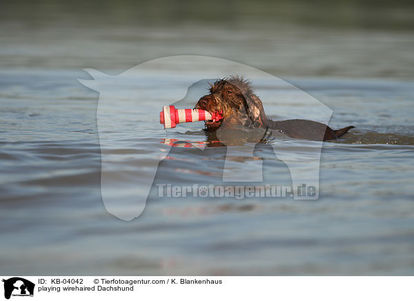 spielender Rauhaardackel / playing wirehaired Dachshund / KB-04042