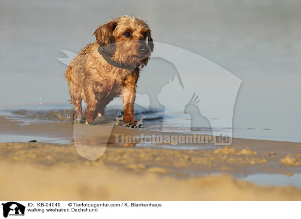walking wirehaired Dachshund / KB-04049