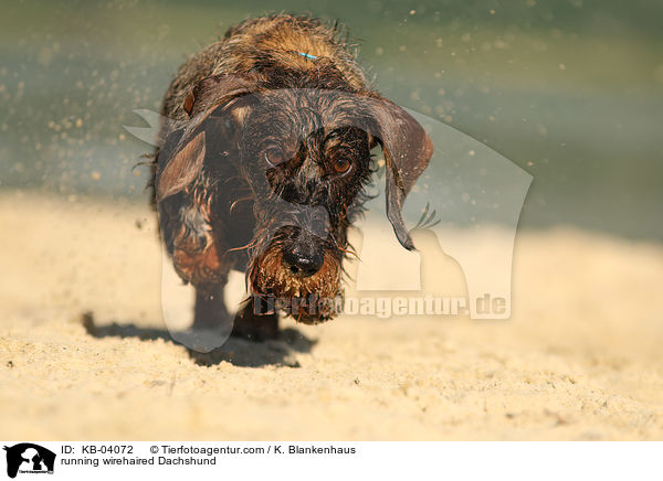 rennender Rauhaardackel / running wirehaired Dachshund / KB-04072