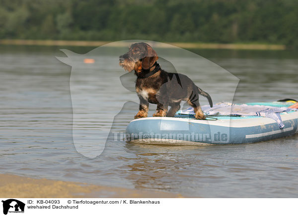 Rauhaardackel / wirehaired Dachshund / KB-04093
