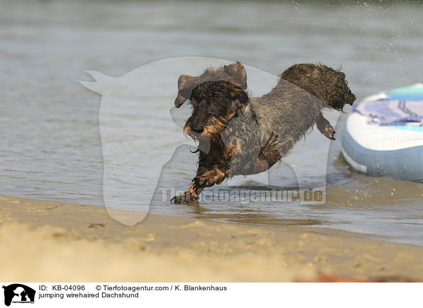 springender Rauhaardackel / jumping wirehaired Dachshund / KB-04096