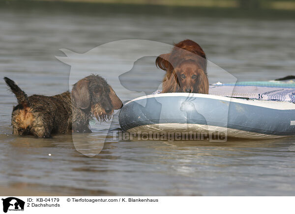 2 Dackel / 2 Dachshunds / KB-04179