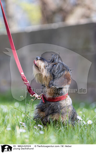 junger Dackel / young Dachshund / MAH-02024