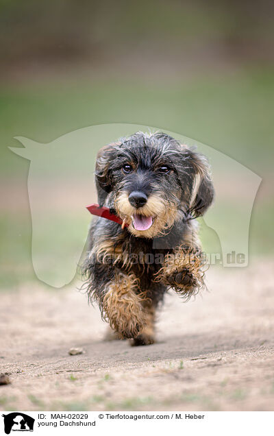 young Dachshund / MAH-02029