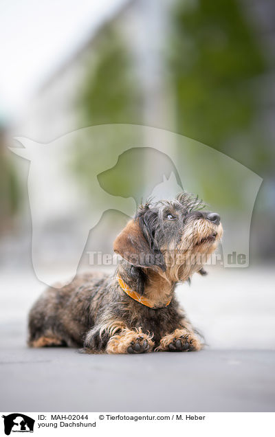 junger Dackel / young Dachshund / MAH-02044