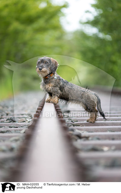 junger Dackel / young Dachshund / MAH-02055