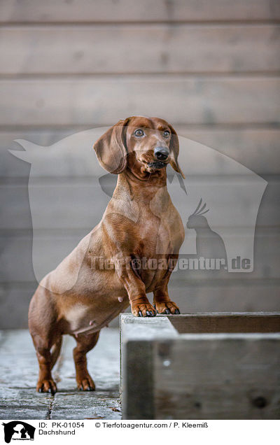 Dackel / Dachshund / PK-01054