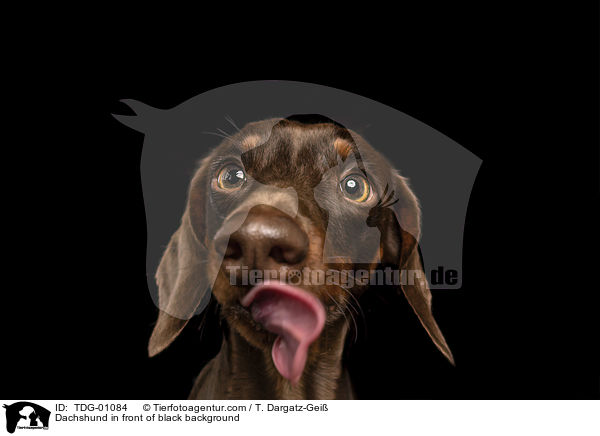 Dachshund in front of black background / TDG-01084