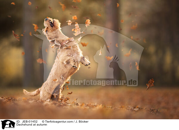 Dachshund at autumn / JEB-01452