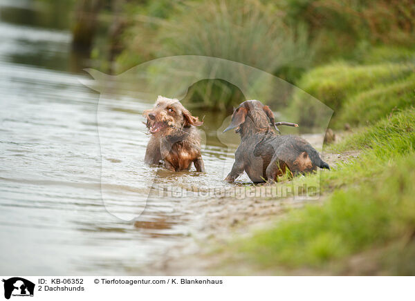 2 Dachshunds / KB-06352