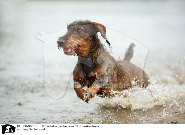 running Dachshund / KB-06355