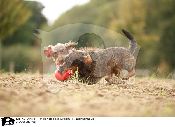 2 Dachshunds / KB-06416