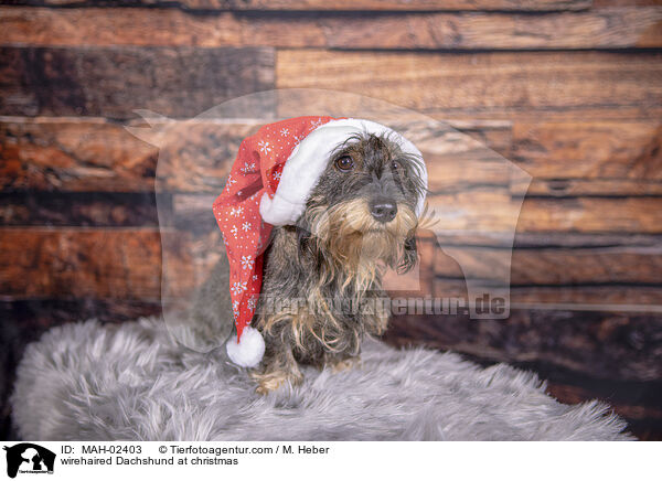 Rauhaardackel an Weihnachten / wirehaired Dachshund at christmas / MAH-02403