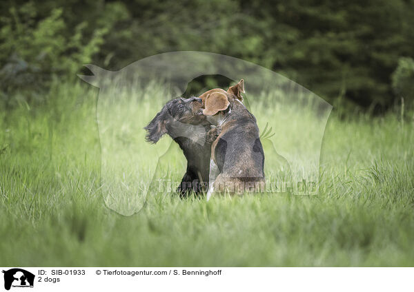 2 dogs / SIB-01933