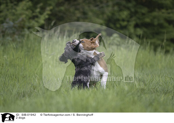2 dogs / SIB-01942