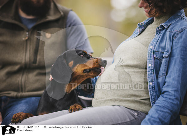 Dackel / Dachshund / JEB-01637