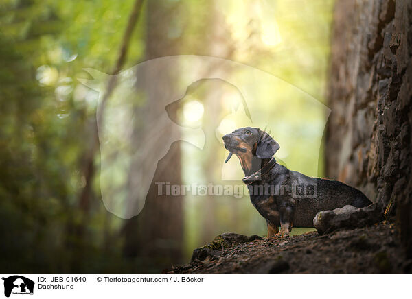 Dachshund / JEB-01640
