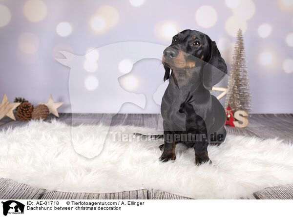 Dackel zwischen Weihnachtsdeko / Dachshund between christmas decoration / AE-01718