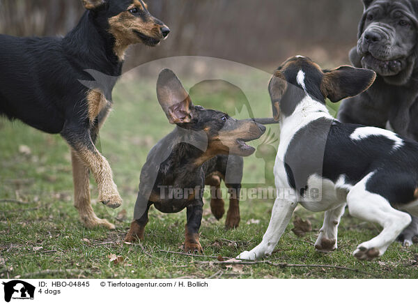 4 dogs / HBO-04845