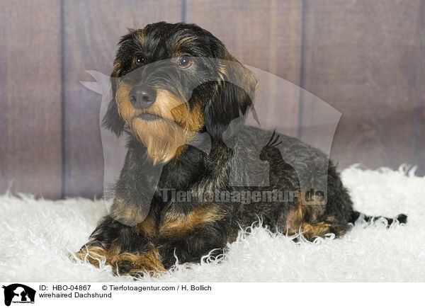 Rauhaardackel / wirehaired Dachshund / HBO-04867