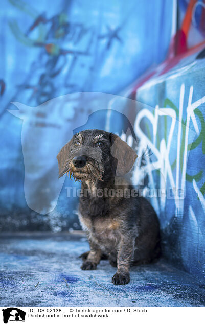Dackel Vor Graffiti / Dachshund in front of scratchwork / DS-02138