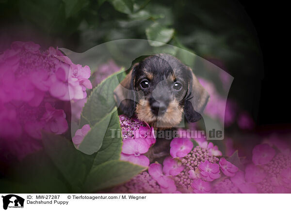 Dachshund Puppy / MW-27287