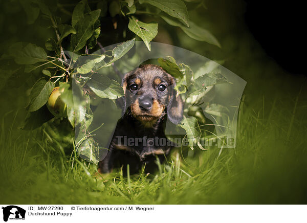 Dachshund Puppy / MW-27290