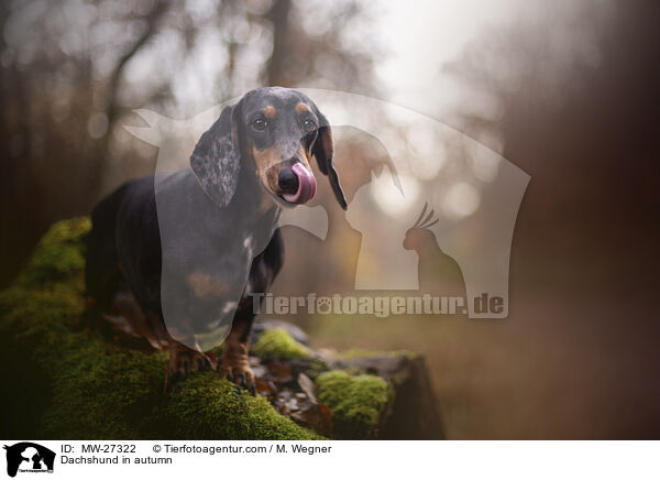Dachshund in autumn / MW-27322