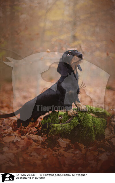 Dachshund in autumn / MW-27339