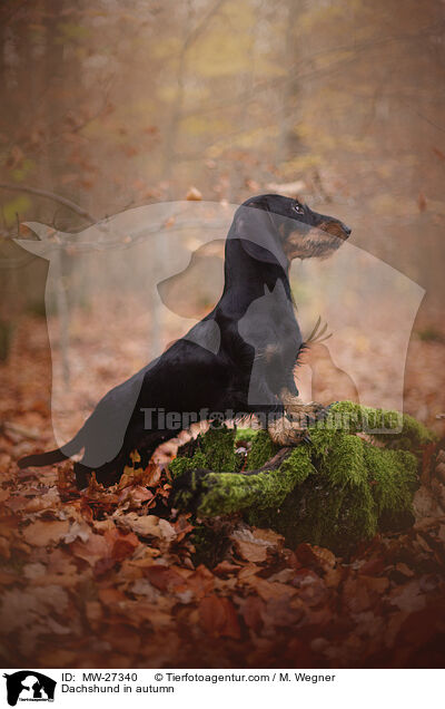Dachshund in autumn / MW-27340