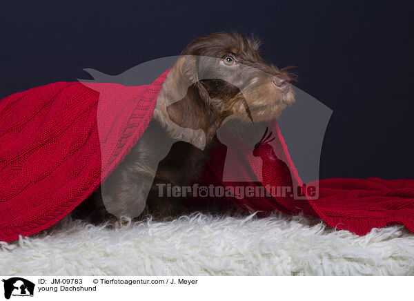 junger Dackel / young Dachshund / JM-09783