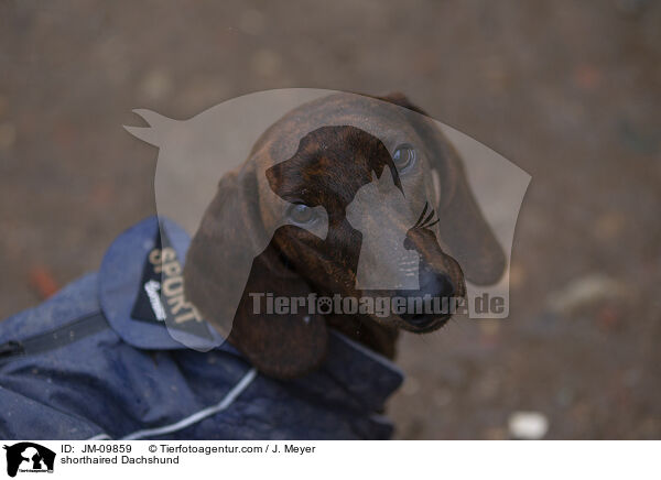 Kurzhaardackel / shorthaired Dachshund / JM-09859