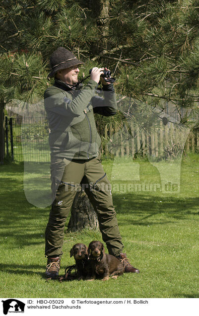 Rauhaardackel / wirehaired Dachshunds / HBO-05029