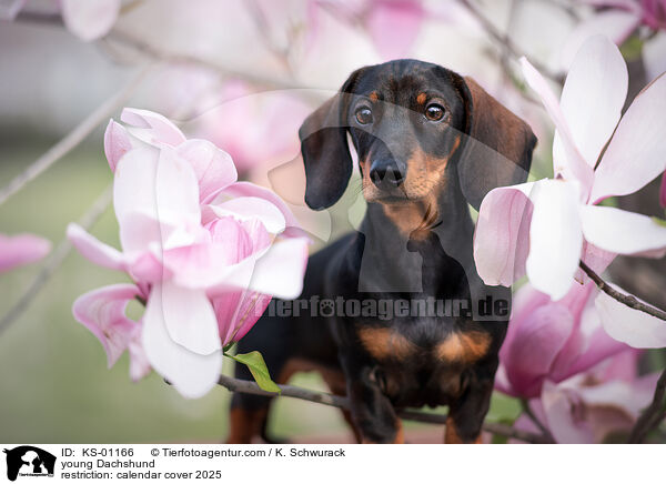 junger Dackel / young Dachshund / KS-01166