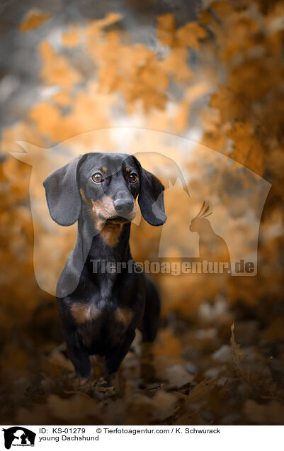 junger Dackel / young Dachshund / KS-01279
