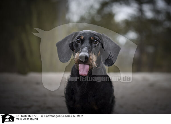Dackel Rde / male Dachshund / KAM-02377