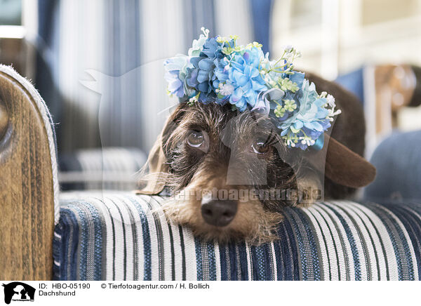 Dachshund / HBO-05190