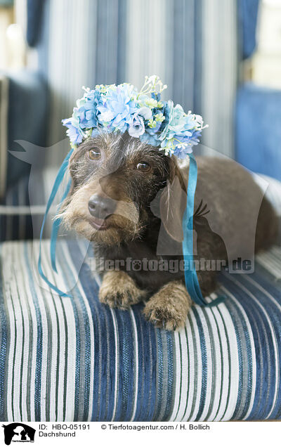Dachshund / HBO-05191
