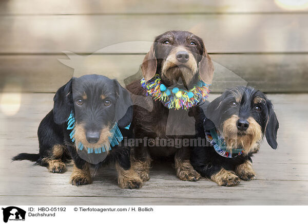 Dachshund / HBO-05192