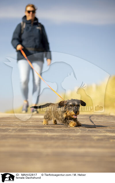 female Dachshund / MAH-02817