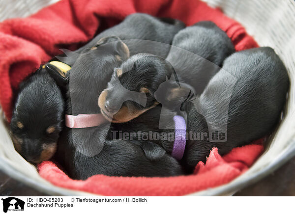 Dackel Welpen / Dachshund Puppies / HBO-05203