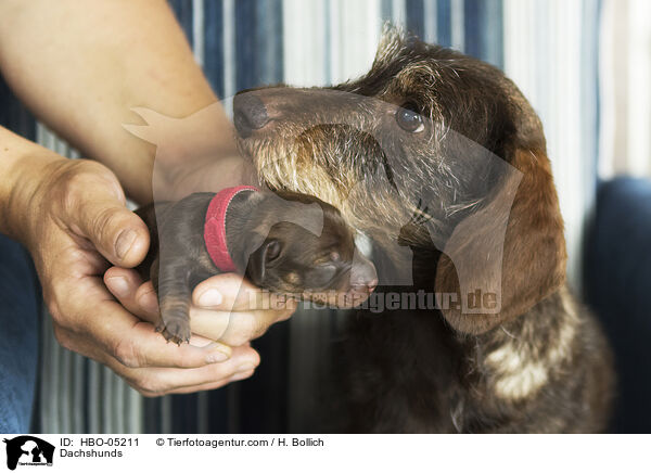 Dackel / Dachshunds / HBO-05211