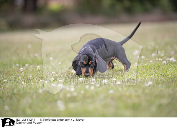 Dachshund Puppy / JM-11241