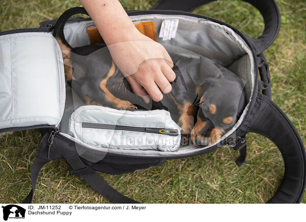 Dackel Welpe / Dachshund Puppy / JM-11252