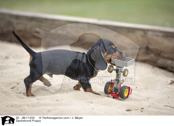 Dackel Welpe / Dachshund Puppy / JM-11254
