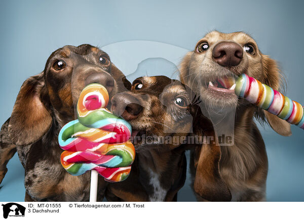 3 Dachshund / MT-01555