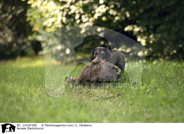 Dackel Hndin / female Dachshund / LH-02186