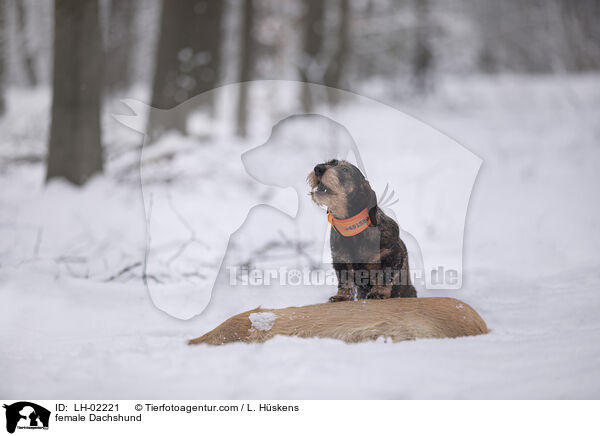 female Dachshund / LH-02221